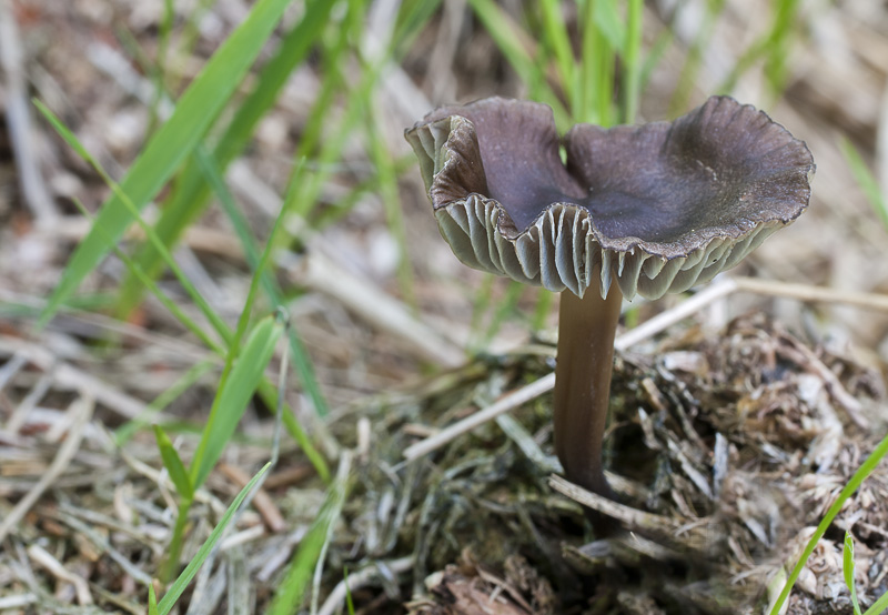 Mycena megaspora